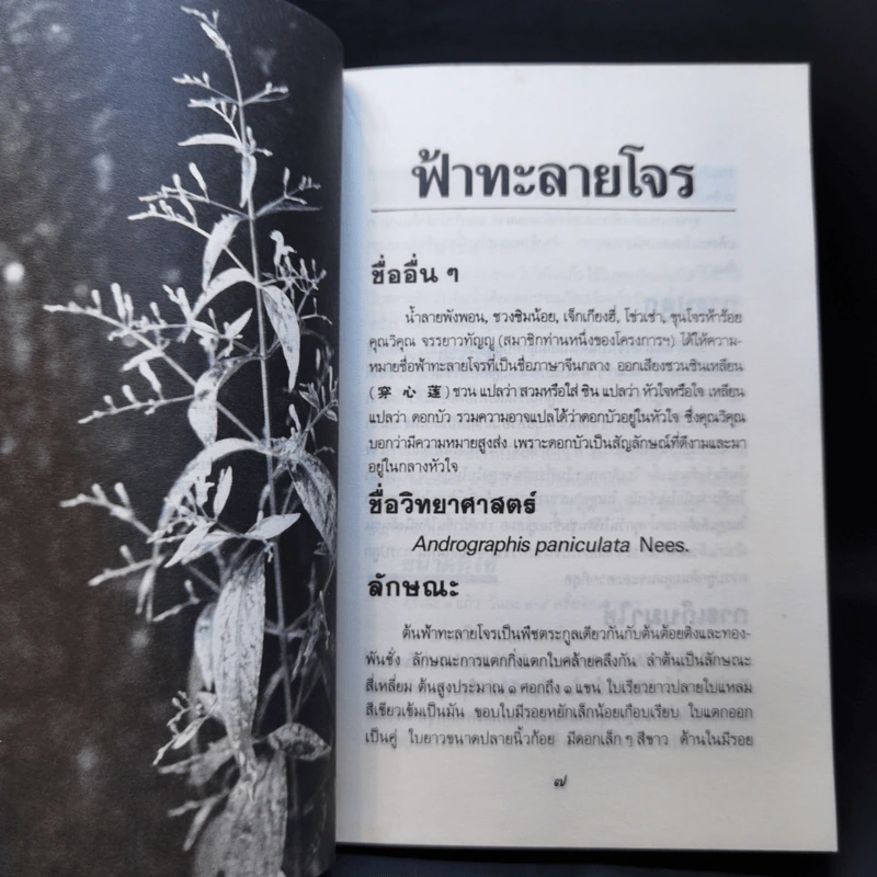 ฟ้าทะลายโจร รูปที่ 11