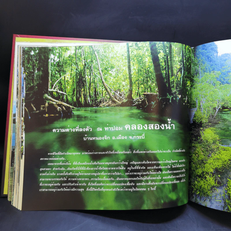 ใต้...หรอยมีลุย - 40 ปี ธนาคารแห่งประเทศไทย สำนักงานภาคใต้ รูปที่ 13