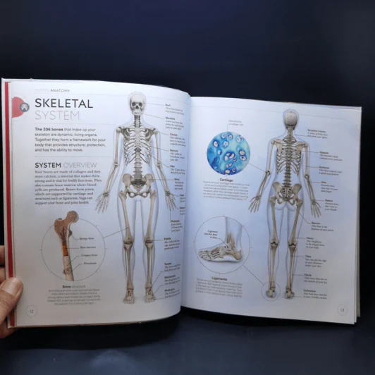 Science of Yoga - Ann Swanson รูปที่ 12