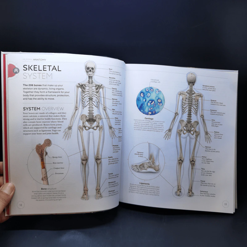 Science of Yoga - Ann Swanson รูปที่ 12