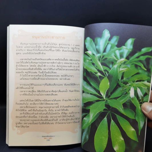 แมคโครไบโอติกส์ II Macro Biotics II - สิทรา พรรณสมบูรณ์ รูปที่ 12