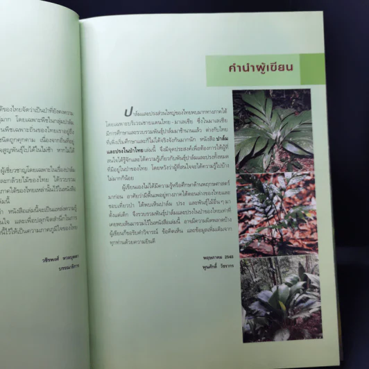 ปาล์มและปรงในป่าไทย - พูนศักดิ์ วัชรากร รูปที่ 10