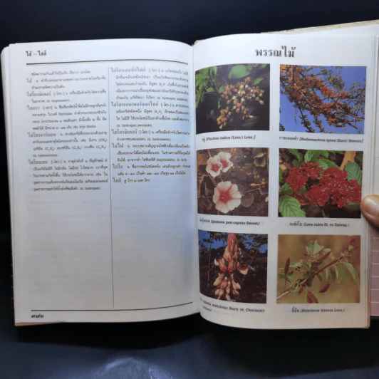 พจนานุกรม ฉบับราชบัณฑิตยสถาน พ.ศ.2525 รูปที่ 11