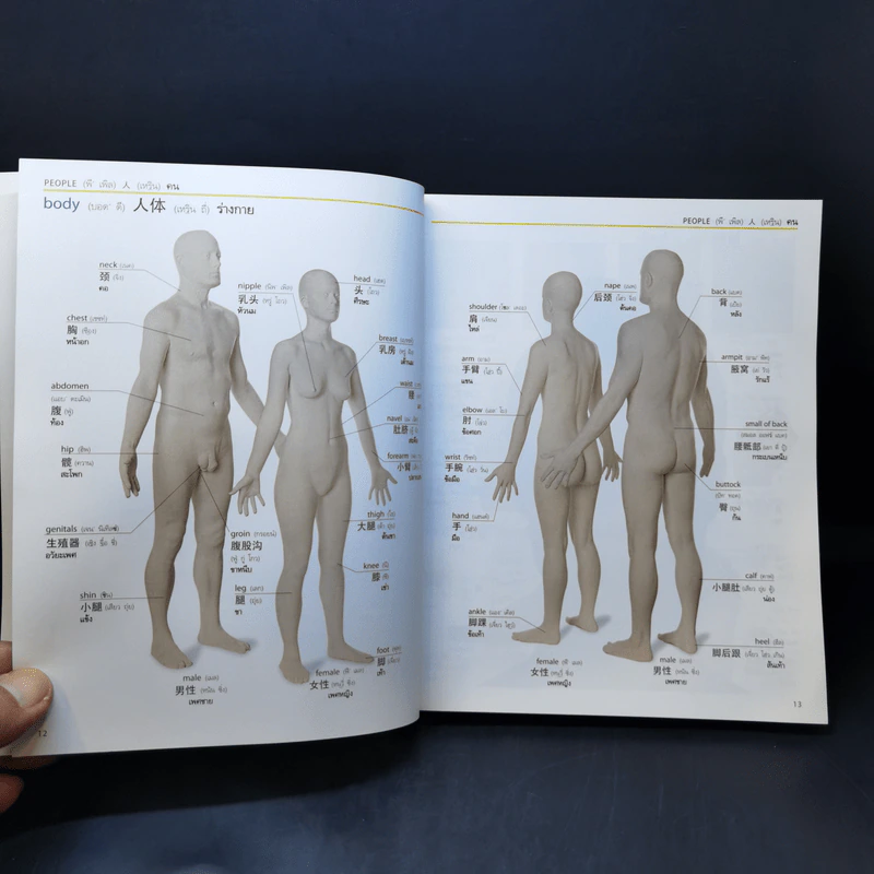 Visual Dictionary English-Chinese-Thai พจนานุกรมภาพถ่าย 3 ภาษา อังกฤษ-จีน-ไทย ฉบับสมบูรณ์ รูปที่ 12