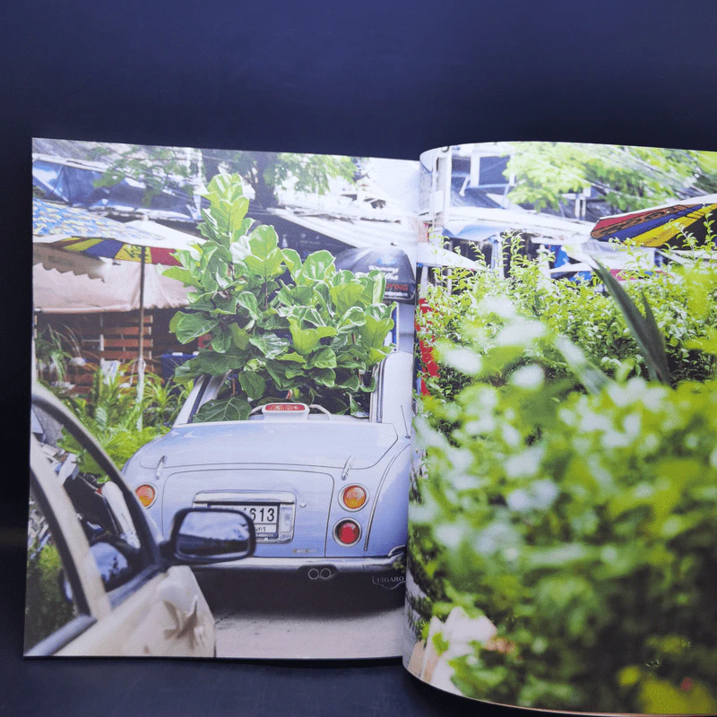 Everyday with Plants ทุกวันมีต้นไม้ - ศิริวิทย์ ริ้วบำรุง, จาตุรงค์ ขุนกอง รูปที่ 10