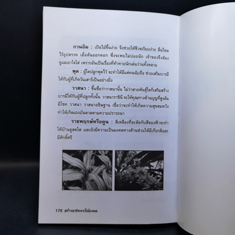 สร้างอาชีพจากไม้มงคล - หมอเกษตร รูปที่ 13