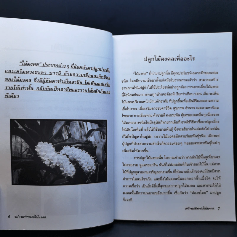 สร้างอาชีพจากไม้มงคล - หมอเกษตร รูปที่ 12