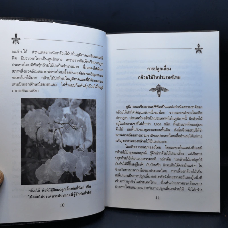 คู่มือการปลูกกล้วยไม้ รูปที่ 11
