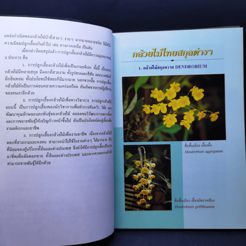 การปลูกเลี้ยงกล้วยไม้ สำหรับผู้แรกเริ่ม - ชวลิต ดาบแก้ว รูปที่ 12