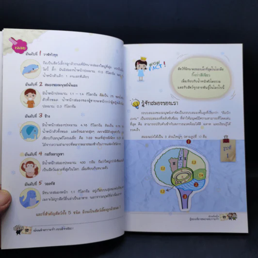 เพิ่มพลังความจำแบบอัจฉริยะ Memory Power Up - ลุงไอน์สไตน์ รูปที่ 13