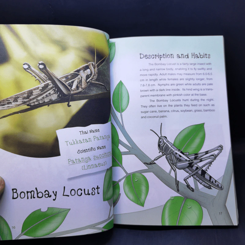 Edible Insects and Other Natural Sources of Nutrients รูปที่ 13