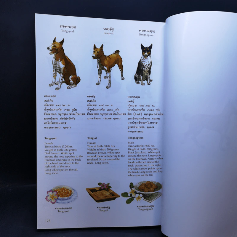 เรื่องทองแดง The Story of Tongdaeng ฉบับการ์ตูน ภาพสี รูปที่ 14