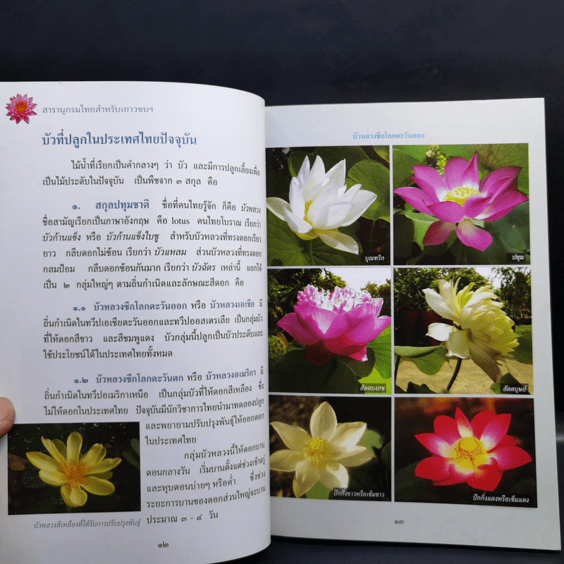 สารานุกรมไทยสำหรับเยาวชน ฉบับเสริมการเรียนรู้ เล่ม 13 บัว เฟิร์น กล้วยไม้ รูปที่ 12