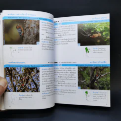 Thailand Bird Guide คู่มือจำแนกชนิดนกด้วยภาพถ่าย - รุ่งโรจน์ จุกมงคล รูปที่ 13