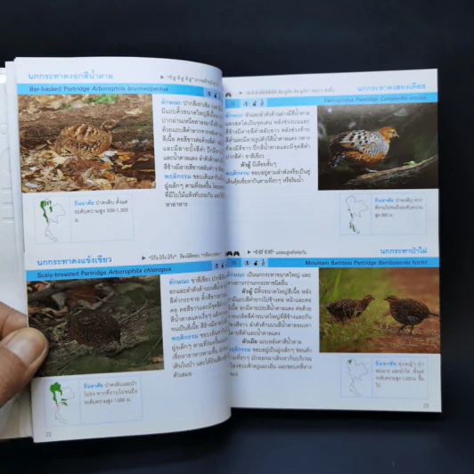 Thailand Bird Guide คู่มือจำแนกชนิดนกด้วยภาพถ่าย - รุ่งโรจน์ จุกมงคล รูปที่ 12