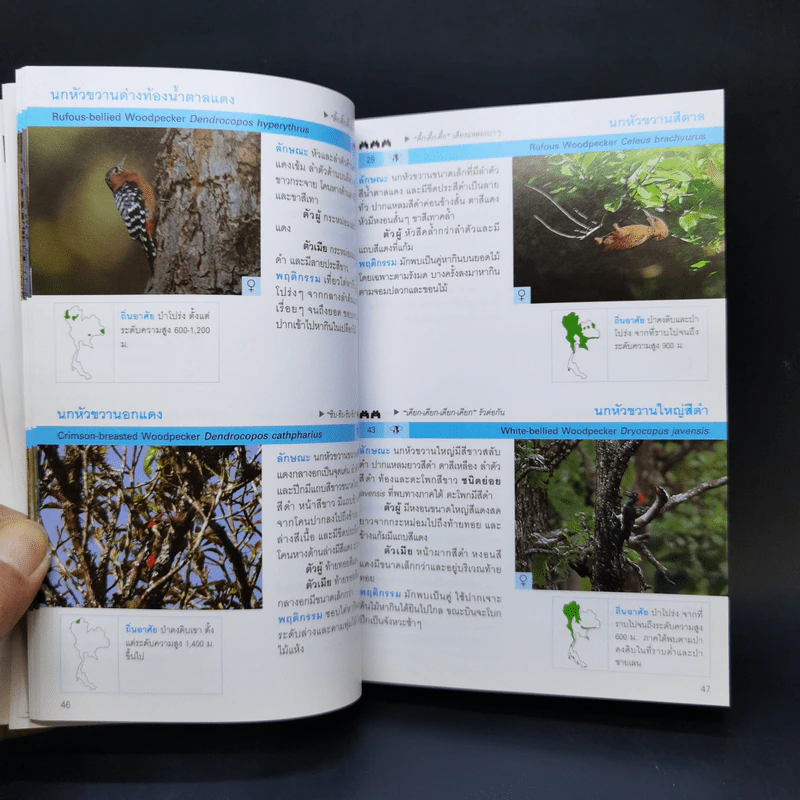 Thailand Bird Guide คู่มือจำแนกชนิดนกด้วยภาพถ่าย - รุ่งโรจน์ จุกมงคล รูปที่ 13