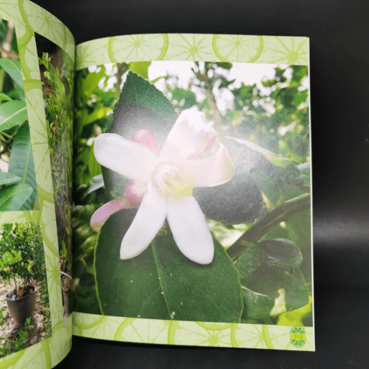 คู่มือปลูกมะนาว ฉบับสมบูรณ์ รูปที่ 11