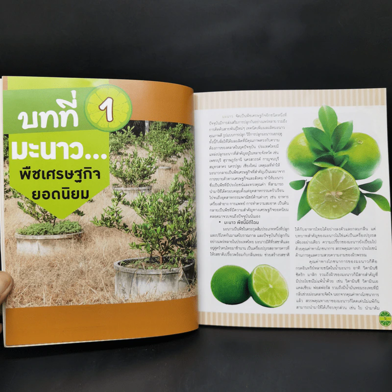 คู่มือปลูกมะนาว ฉบับสมบูรณ์ รูปที่ 10