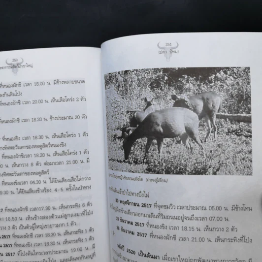 ชะตากรรมสัตว์ป่าเขาใหญ่จากอดีตถึงปัจจุบัน - เปลว ปัทมา รูปที่ 13