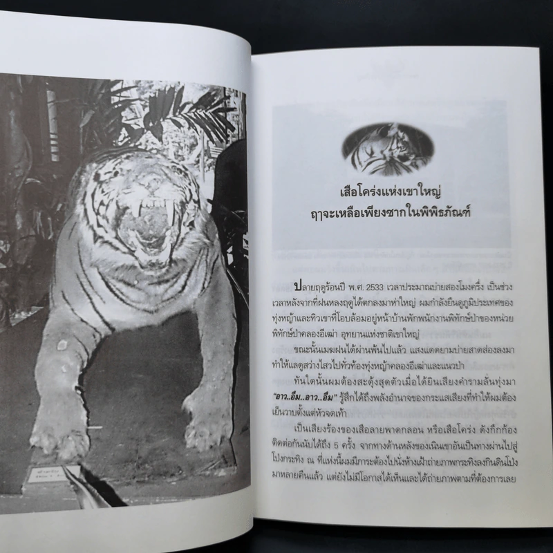 ชะตากรรมสัตว์ป่าเขาใหญ่จากอดีตถึงปัจจุบัน - เปลว ปัทมา รูปที่ 12