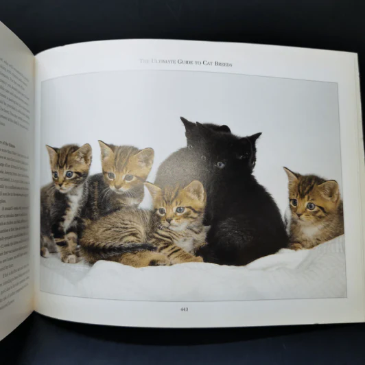 The Ultimate Guide to Cat Breeds - Louisa Somerville รูปที่ 13
