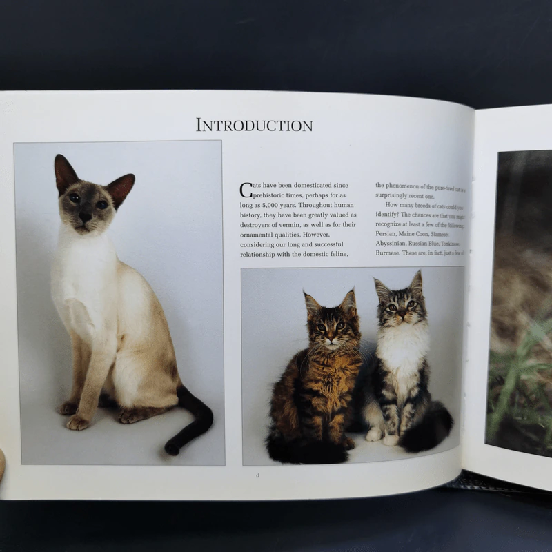 The Ultimate Guide to Cat Breeds - Louisa Somerville รูปที่ 10