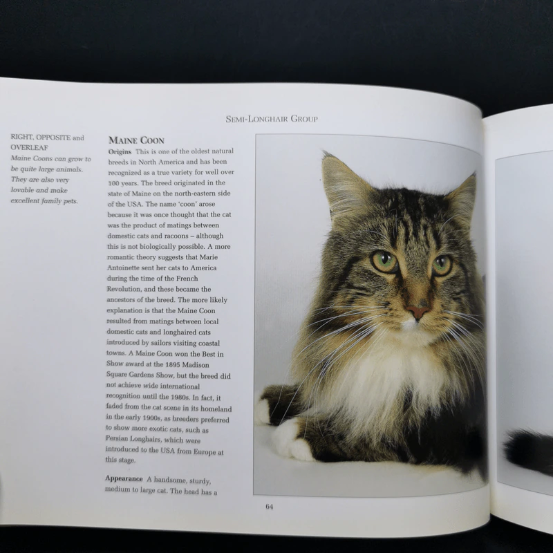 The Ultimate Guide to Cat Breeds - Louisa Somerville รูปที่ 12