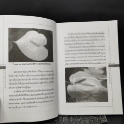 หน้าวัว Anthurium ดาวจรัสแสงแห่งไม้ประดับไม้ตัดดอก - พฤกษทล รูปที่ 12