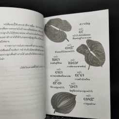 หน้าวัว Anthurium ดาวจรัสแสงแห่งไม้ประดับไม้ตัดดอก - พฤกษทล รูปที่ 9