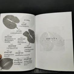 หน้าวัว Anthurium ดาวจรัสแสงแห่งไม้ประดับไม้ตัดดอก - พฤกษทล รูปที่ 10