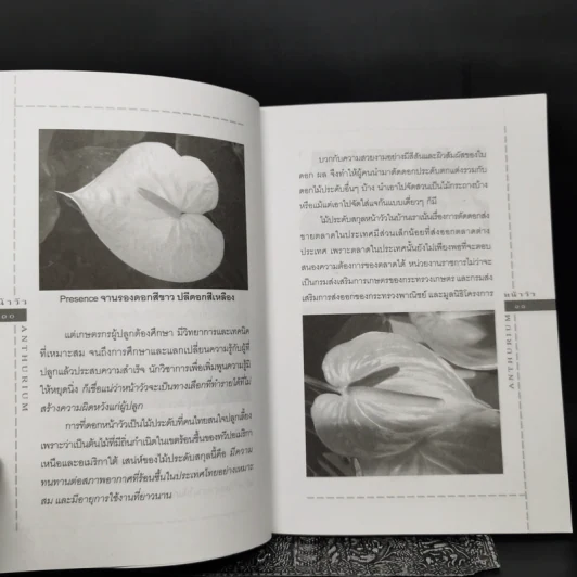 หน้าวัว Anthurium ดาวจรัสแสงแห่งไม้ประดับไม้ตัดดอก - พฤกษทล รูปที่ 12