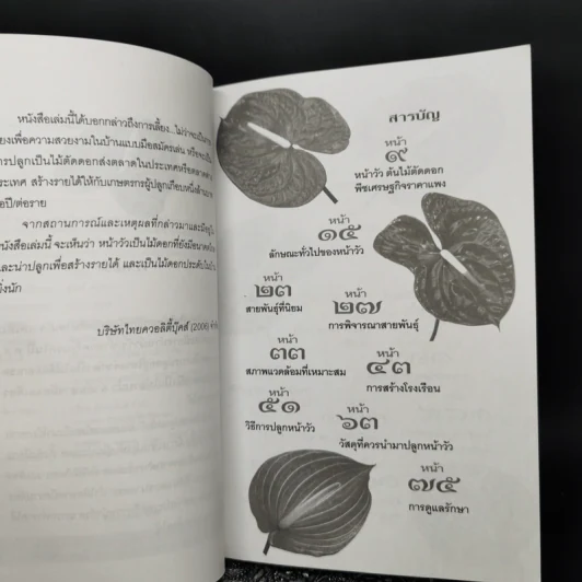 หน้าวัว Anthurium ดาวจรัสแสงแห่งไม้ประดับไม้ตัดดอก - พฤกษทล รูปที่ 9
