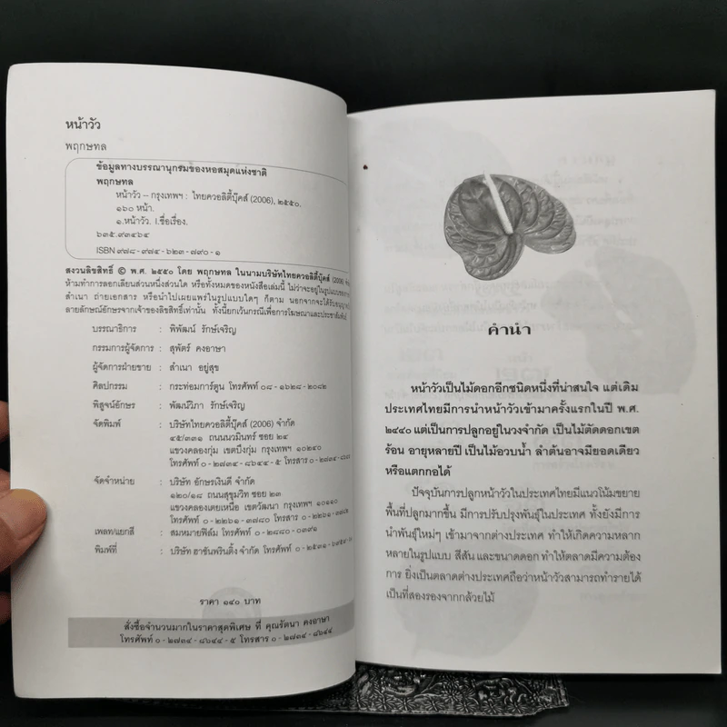 หน้าวัว Anthurium ดาวจรัสแสงแห่งไม้ประดับไม้ตัดดอก - พฤกษทล รูปที่ 8