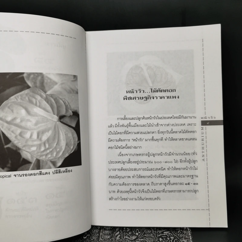 หน้าวัว Anthurium ดาวจรัสแสงแห่งไม้ประดับไม้ตัดดอก - พฤกษทล รูปที่ 11