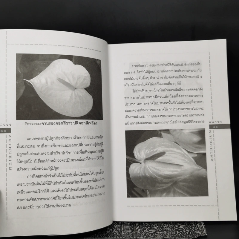 หน้าวัว Anthurium ดาวจรัสแสงแห่งไม้ประดับไม้ตัดดอก - พฤกษทล รูปที่ 12