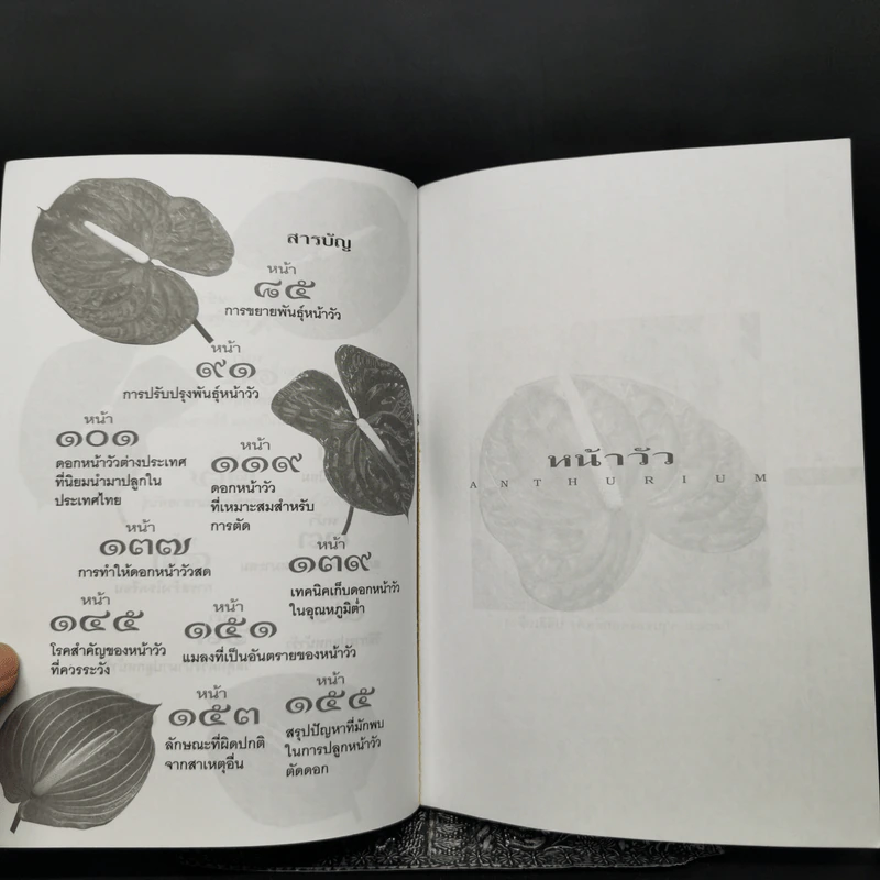 หน้าวัว Anthurium ดาวจรัสแสงแห่งไม้ประดับไม้ตัดดอก - พฤกษทล รูปที่ 10