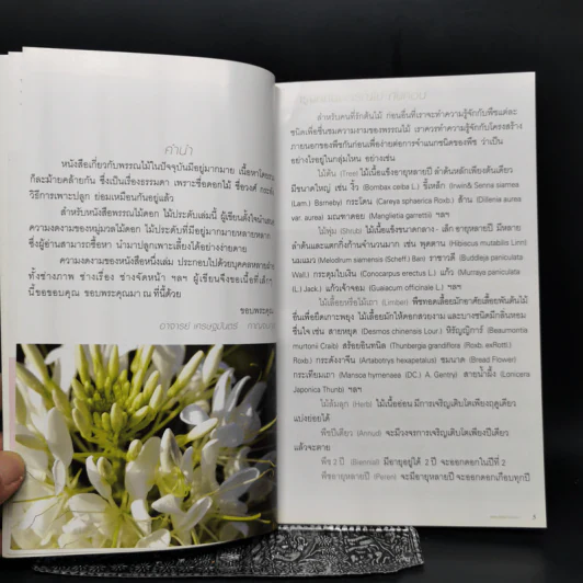 ร้อยพรรณพฤกษา พรรณไม้ดอก ไม้ประดับ 1 - เศรษฐมันตร์ กาญจนกุล รูปที่ 9