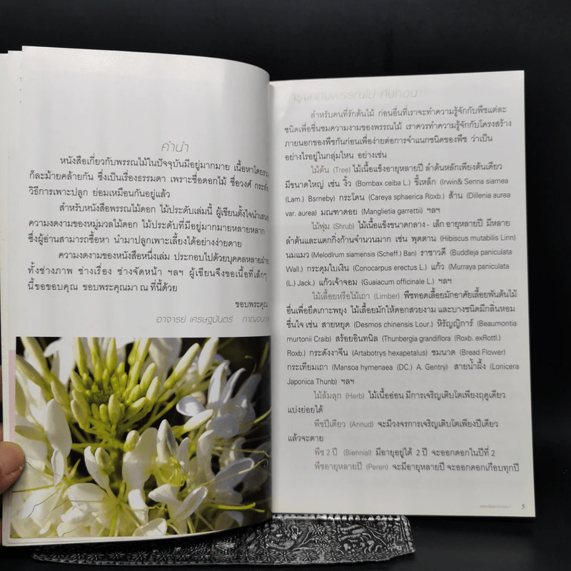 ร้อยพรรณพฤกษา พรรณไม้ดอก ไม้ประดับ 1 - เศรษฐมันตร์ กาญจนกุล รูปที่ 9