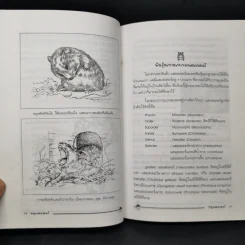 หนูแฮมสเตอร์ Hamsters - กณิกนันต์ ลีฬฆวรรณ รูปที่ 11
