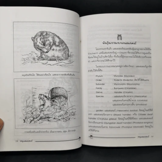 หนูแฮมสเตอร์ Hamsters - กณิกนันต์ ลีฬฆวรรณ รูปที่ 11