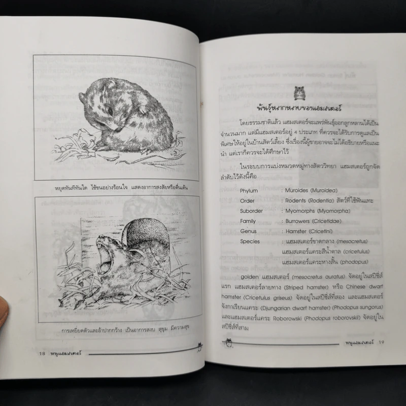 หนูแฮมสเตอร์ Hamsters - กณิกนันต์ ลีฬฆวรรณ รูปที่ 11