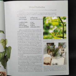 ไม้อวบน้ำ Succulents - ภวพล ศุภนันทนานนท์ รูปที่ 13