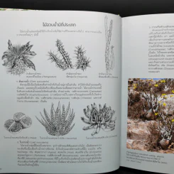 ไม้อวบน้ำ Succulents - ภวพล ศุภนันทนานนท์ รูปที่ 14