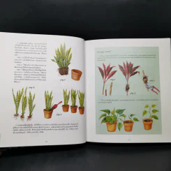 ไม้ใบ Foliage Plants - ภวพล ศุภนันทนานนท์ รูปที่ 15