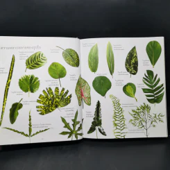 ไม้ใบ Foliage Plants - ภวพล ศุภนันทนานนท์ รูปที่ 14