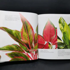 ไม้ใบ Foliage Plants - ภวพล ศุภนันทนานนท์ รูปที่ 16