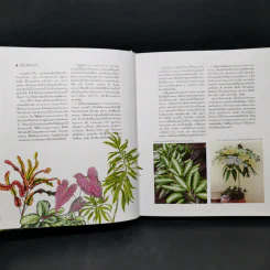 ไม้ใบ Foliage Plants - ภวพล ศุภนันทนานนท์ รูปที่ 13
