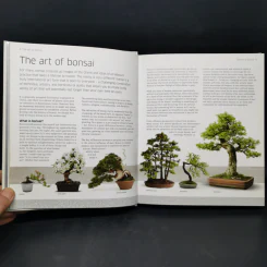 Bonsai - DK รูปที่ 11