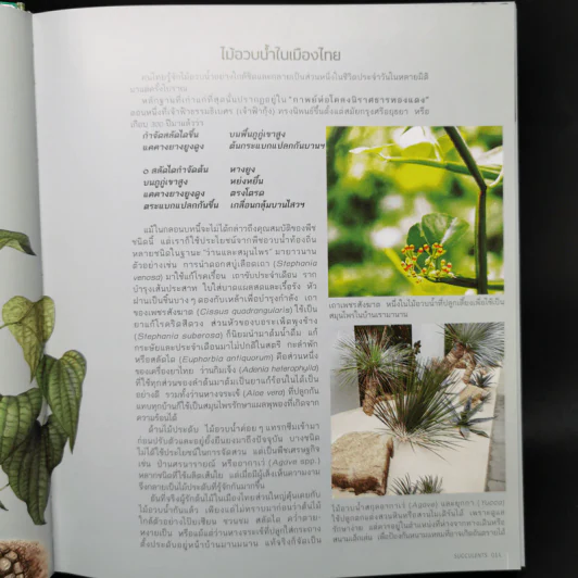 ไม้อวบน้ำ Succulents - ภวพล ศุภนันทนานนท์ รูปที่ 13