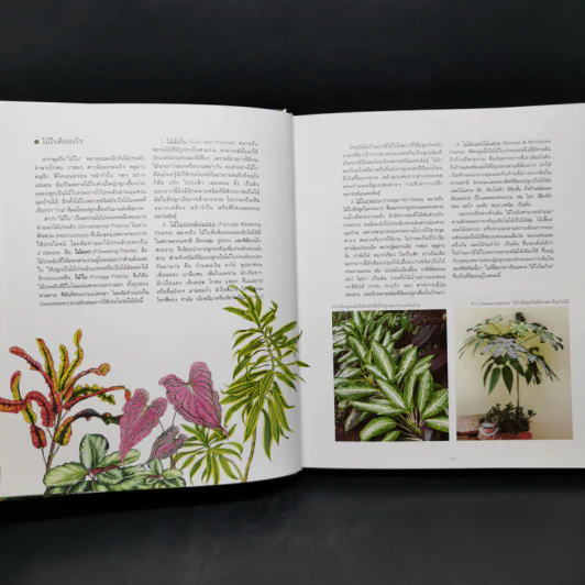 ไม้ใบ Foliage Plants - ภวพล ศุภนันทนานนท์ รูปที่ 13